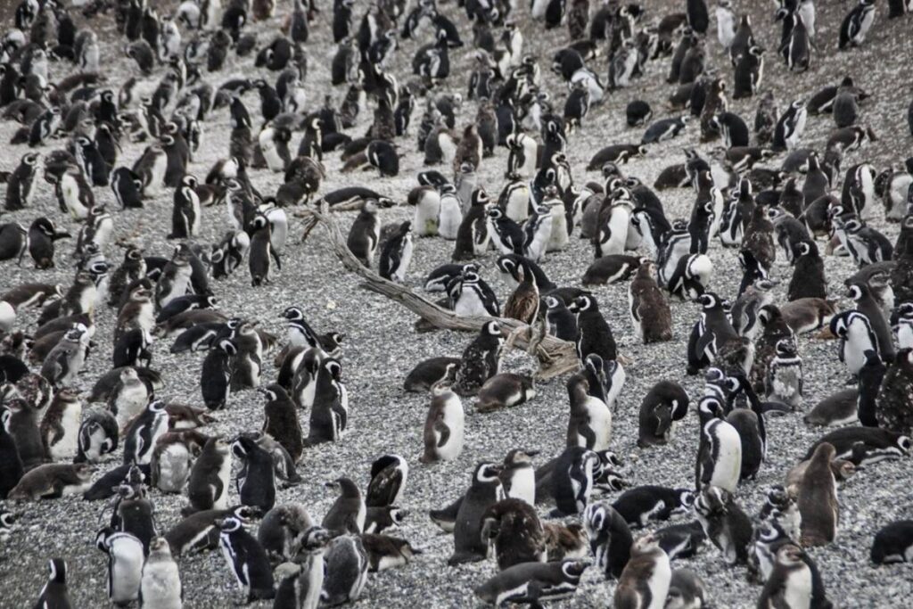Cuándo es la temporada de pingüinos en Ushuaia Turismo en Ushuaia