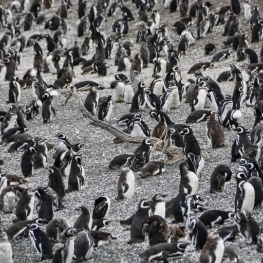 Navegação à colônia de pinguins + Parque Tierra del Fuego