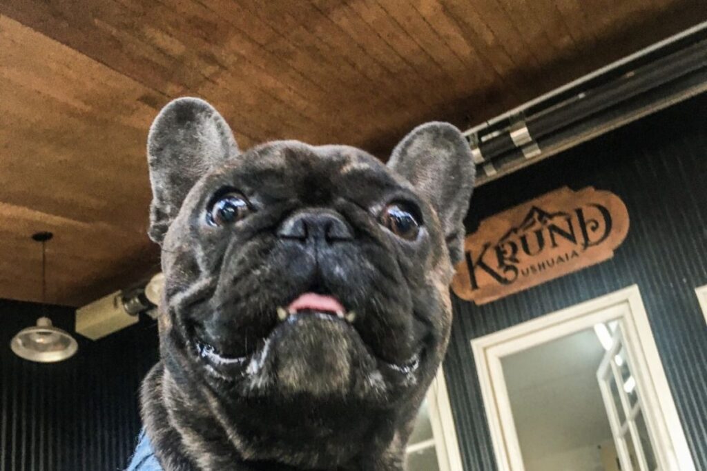 Krund Ushuaia: bar pet friendly en Ushuaia para comer y tomar algo con tu mascota