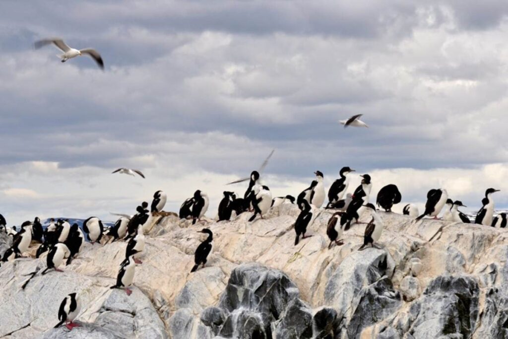 fauna canal beagle