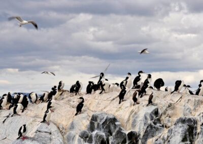 fauna canal beagle