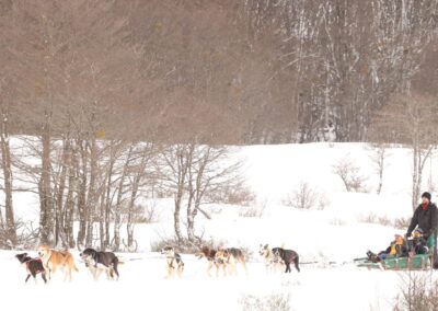 perros siberianos