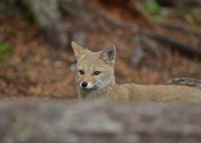 lagos 4 x4 tolkeyen 8