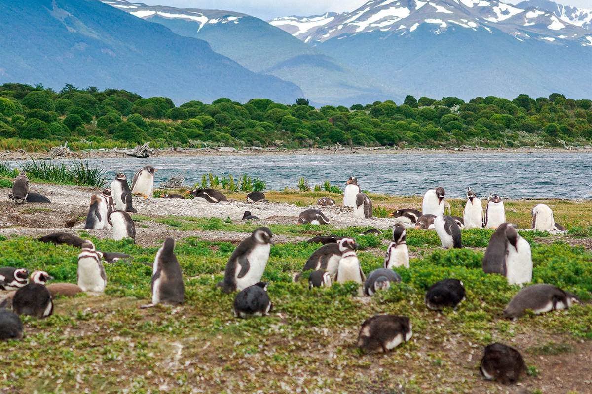 Cuándo es la temporada de pingüinos en Ushuaia