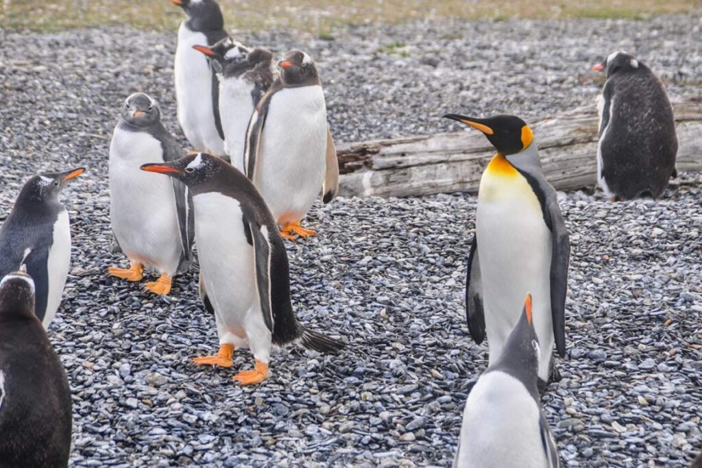 Cuándo es la temporada de pingüinos en Ushuaia - Turismo en Ushuaia