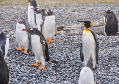 Colônia de Pinguins do Canal de Beagle