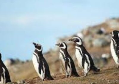 isla martillo pingüinos Ushuaia