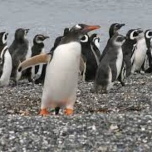 pingüinos en ushuaia