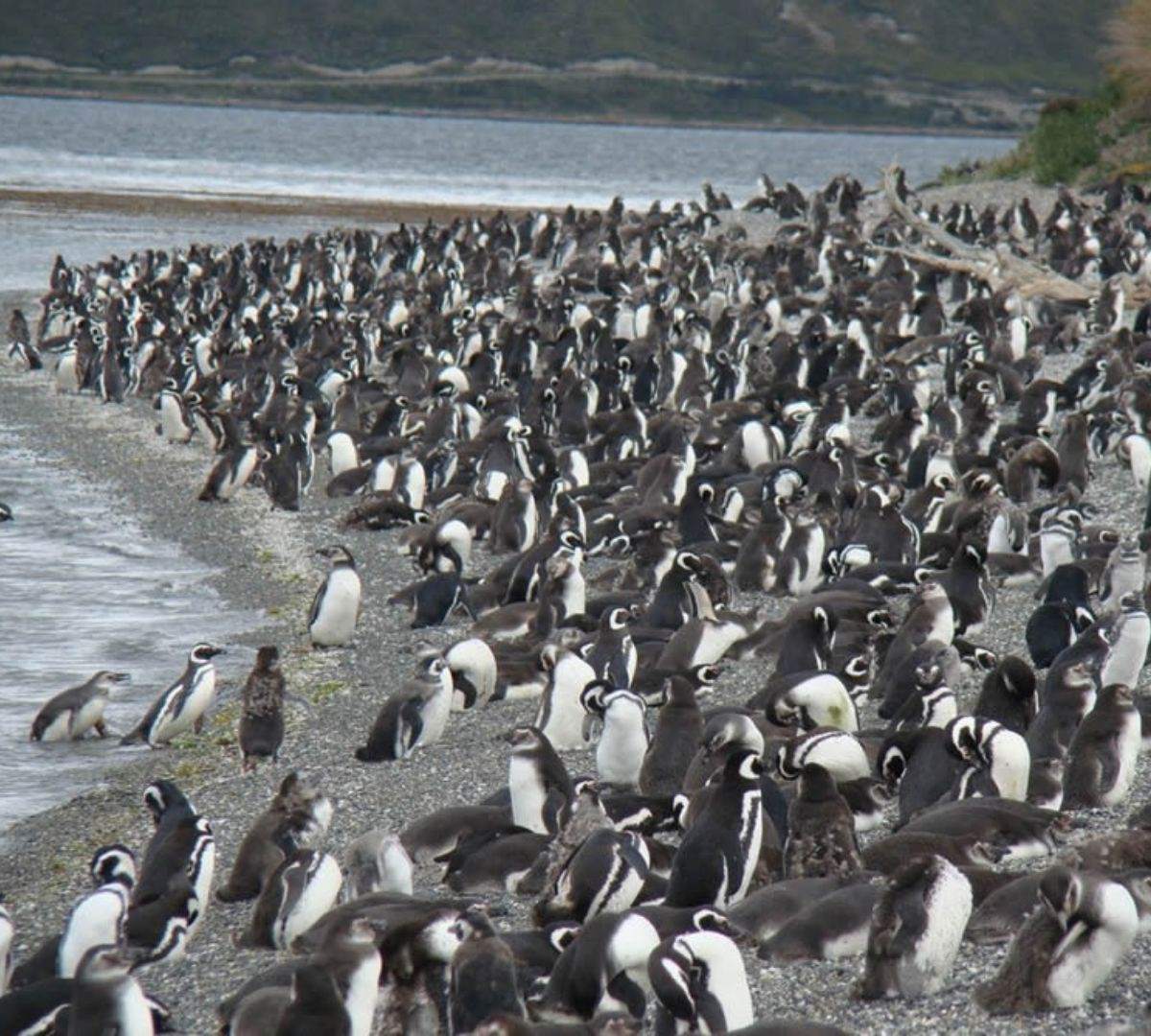 avistaje de pinguinos en ushuaia