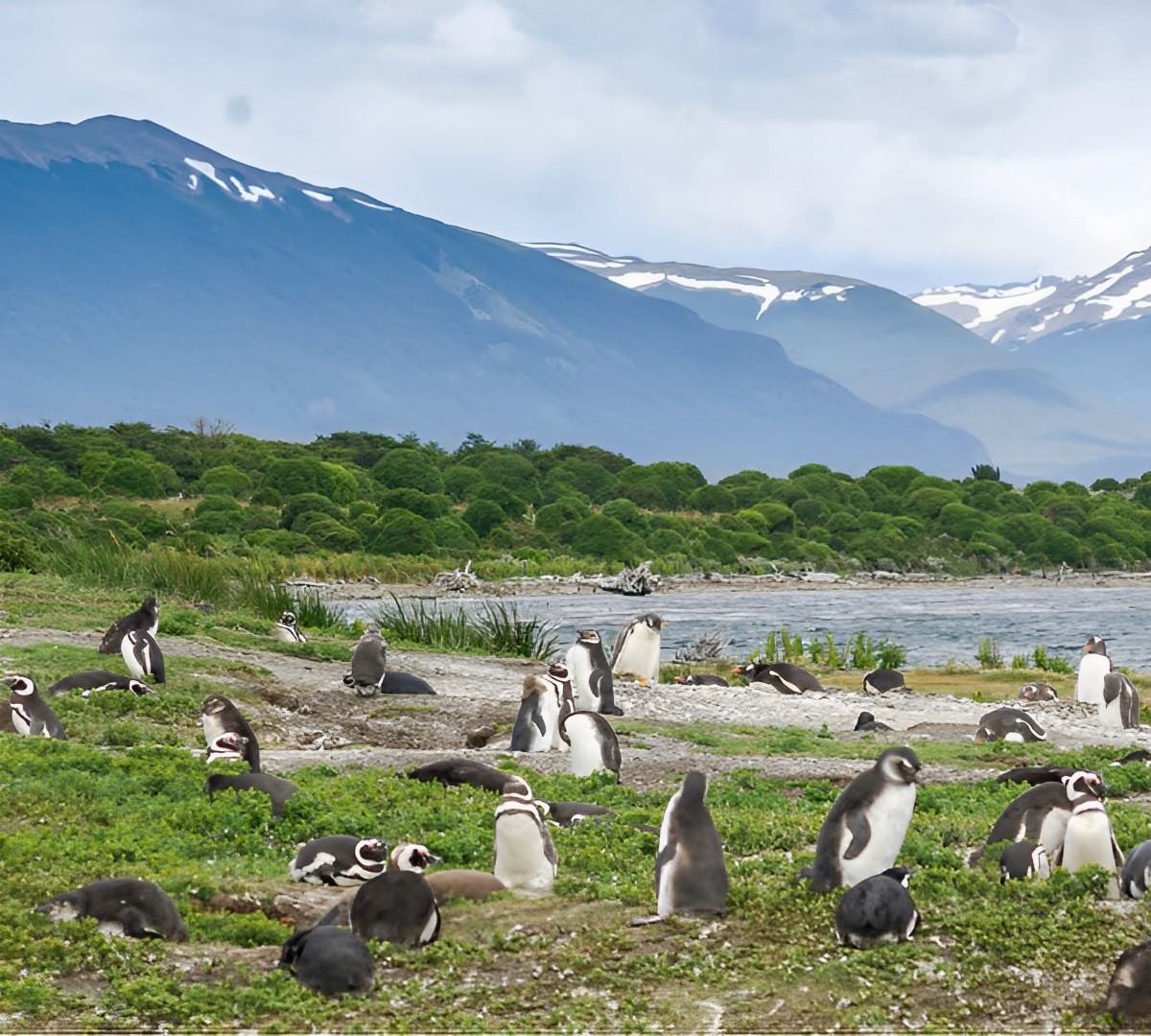 circuito de la centolla con avistaje de pinguinos en ushuaia