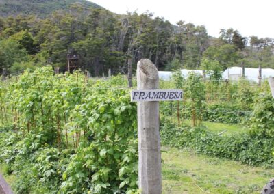 plantaciones frambuesa almanza ushuaia