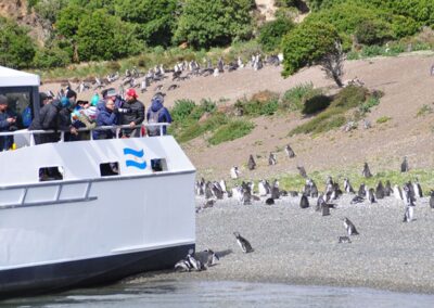 avistaje pinguinos ushuaia