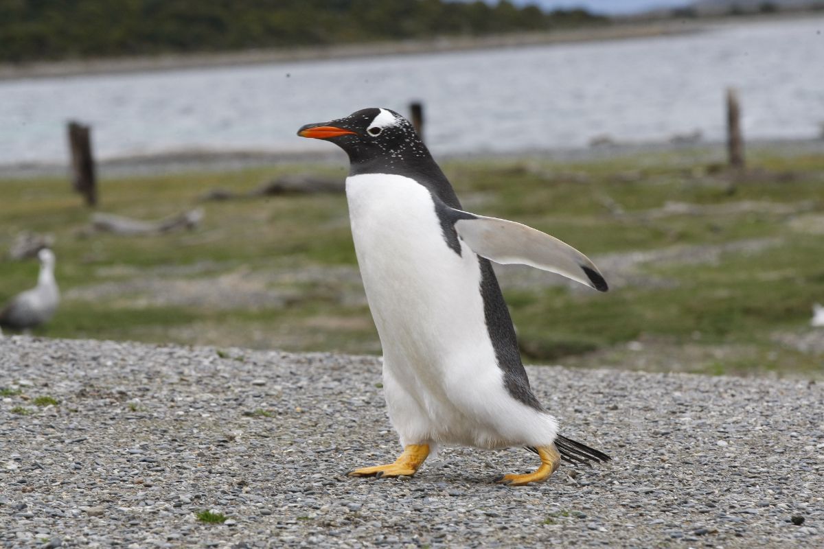 pinguinos isla martillo ushuaia