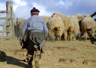 criando ovejas ona land