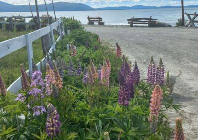 lupinos con vista al lago