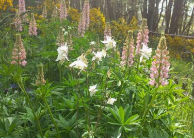 lupinos