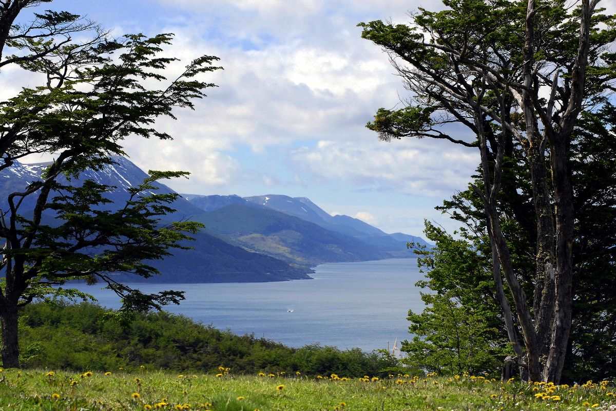 lago entre árboles ushuaia