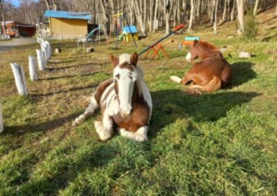 caballos descansando