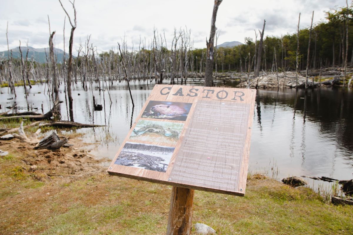 cartel indicativo sobre castores en ushuaia