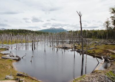 trabajo de los castores en su habitat natural