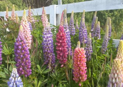 lupinos de colores