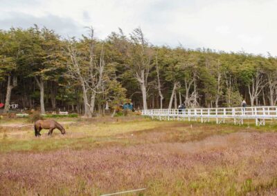 caballos en estancia