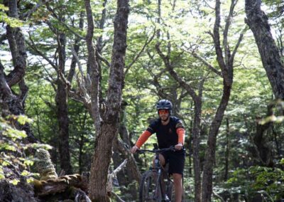 bosque y bicicletas