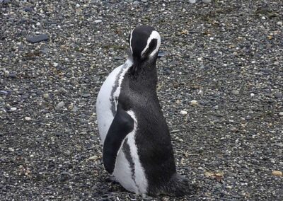 pinguino canal beagle