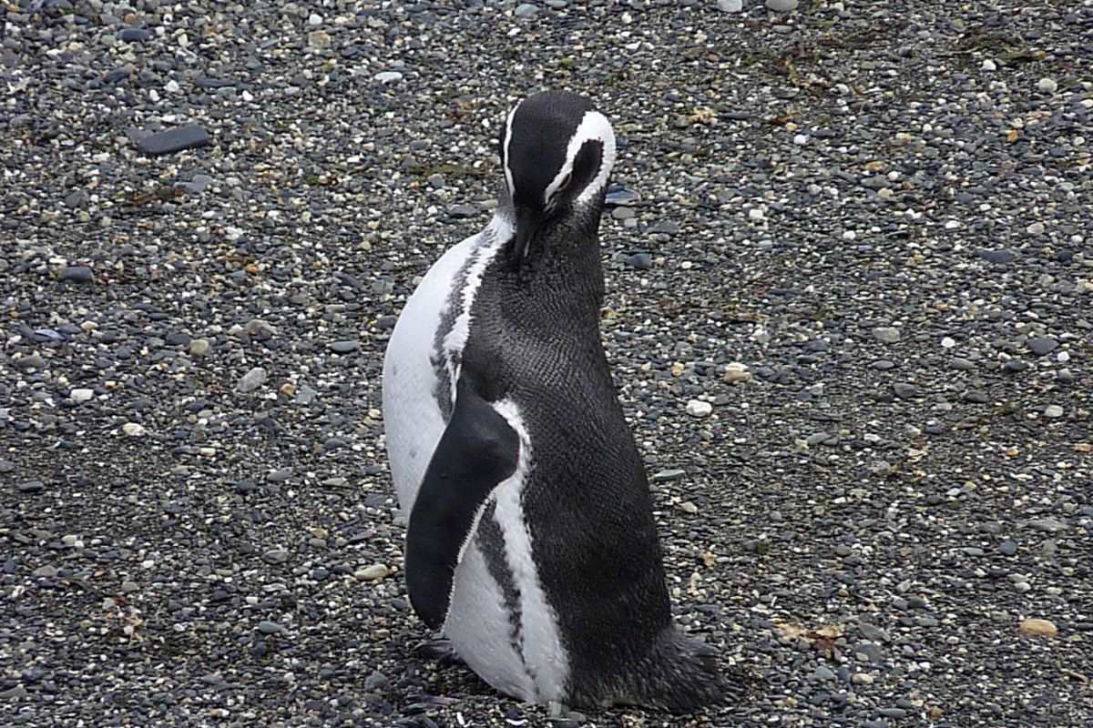 pinguino canal beagle