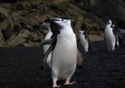 pingüinos antartida