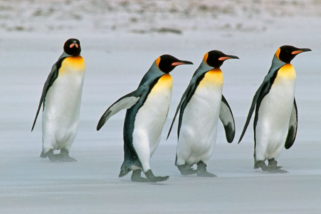 King Penguin Nature Reserve by Campervan: Tierra del Fuego Guide