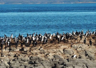 primavera en el canal beagle 2