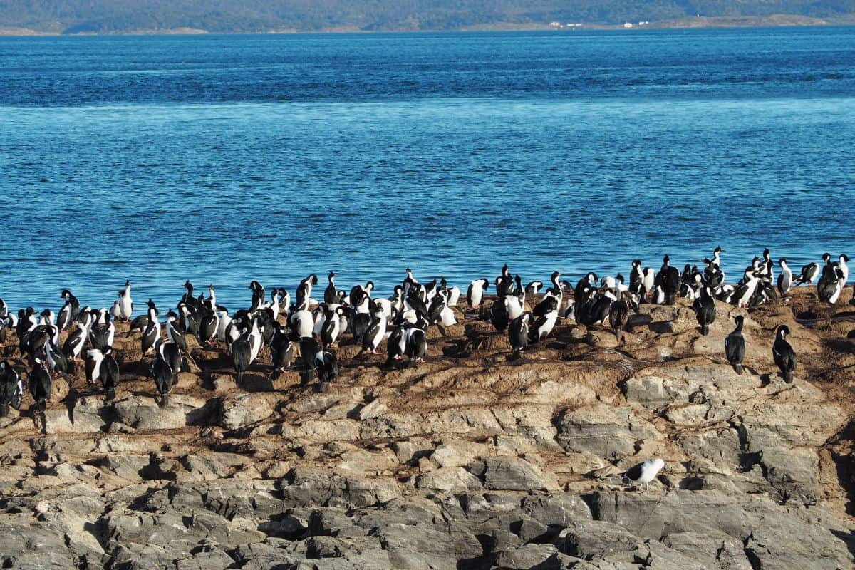 primavera en el canal beagle 2