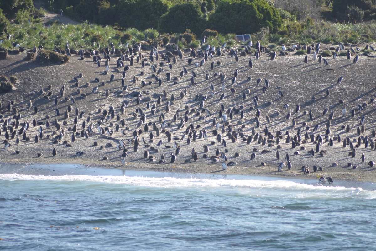 4 Paquetes de verano para Ushuaia 2025 4