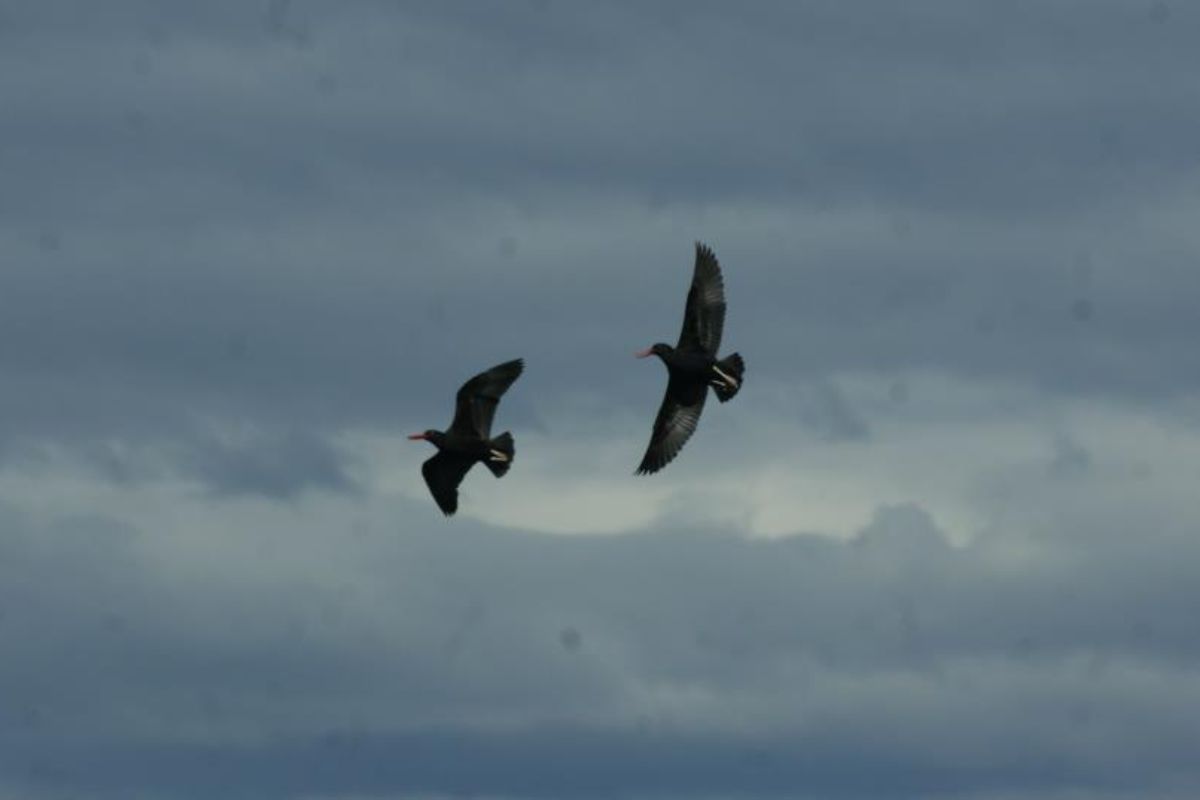 aves en ushuaia