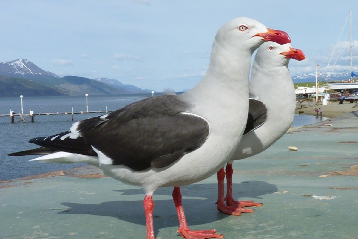 Gaviota austral en Ushuaia