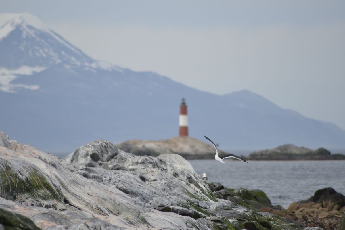 Avistaje de aves y del Faro Les Eclaireurs en Ushuaia