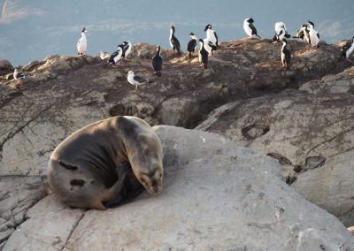 Lobo marino y avifauna en el Canal Beagle