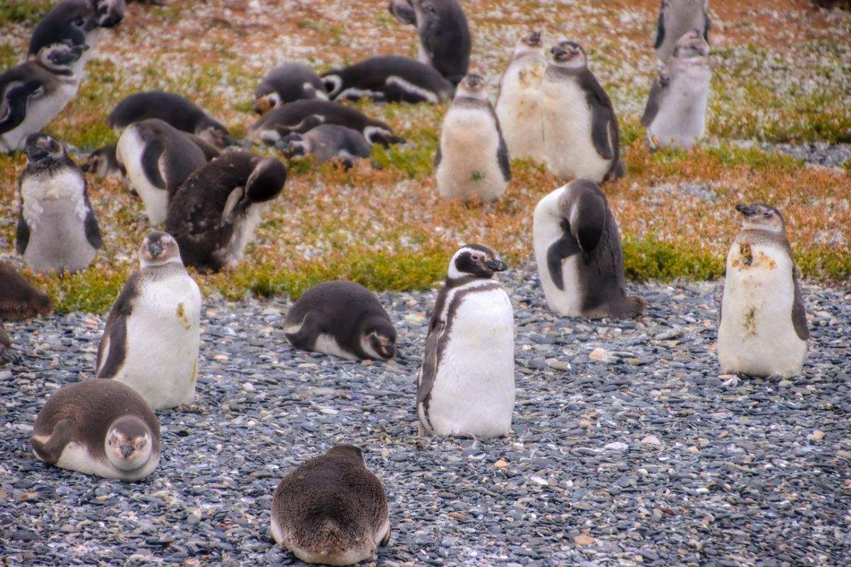 Colonia de pingüinos en la Isla Martillo Ushuaia