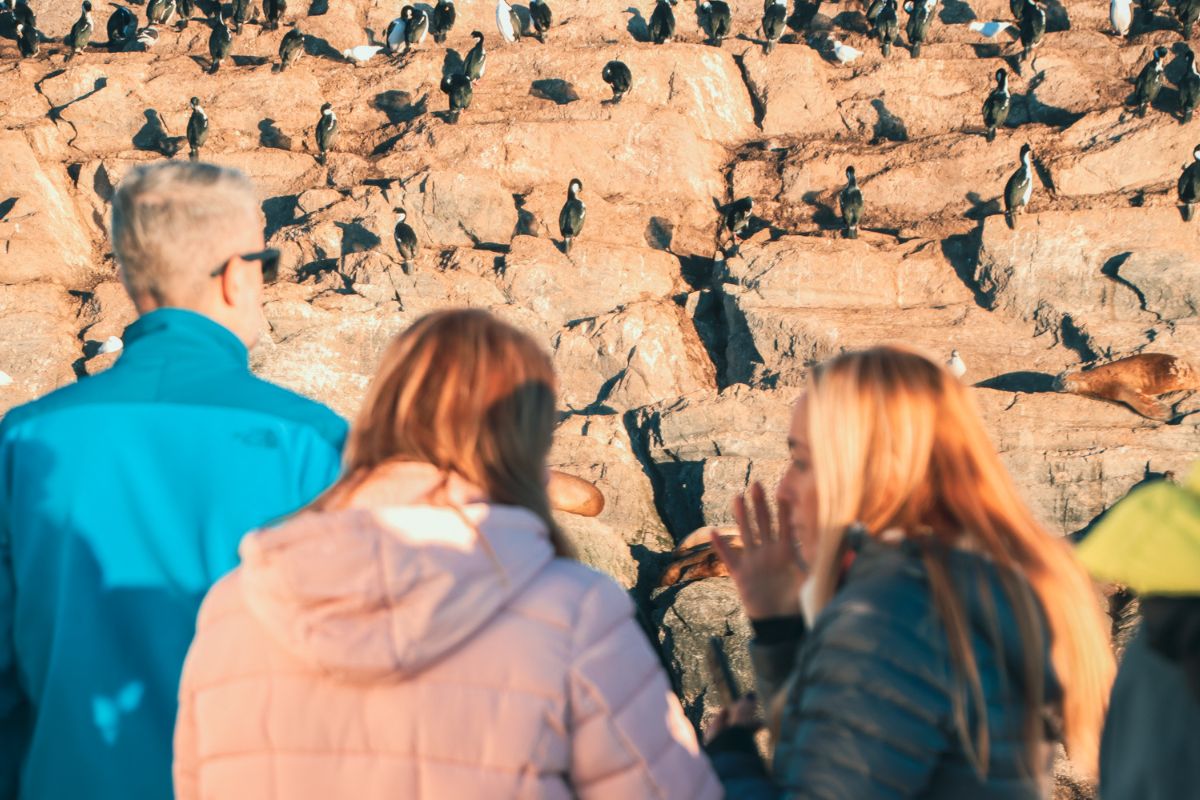 Por qué los pinguinos eligen Ushuaia en verano 1