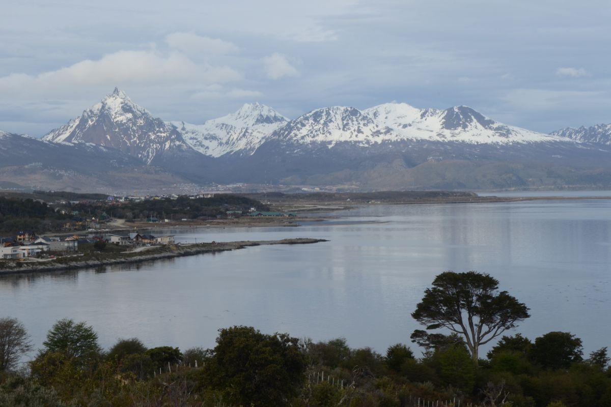 Por qué los pinguinos eligen Ushuaia en verano 3