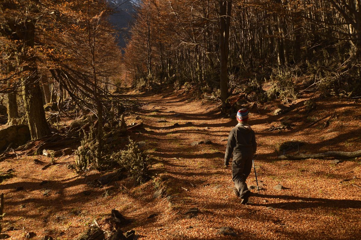 otoño fueguino 