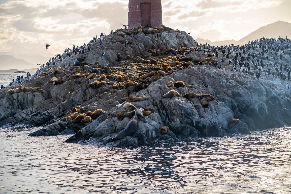 otoño con fauna en el Beagle