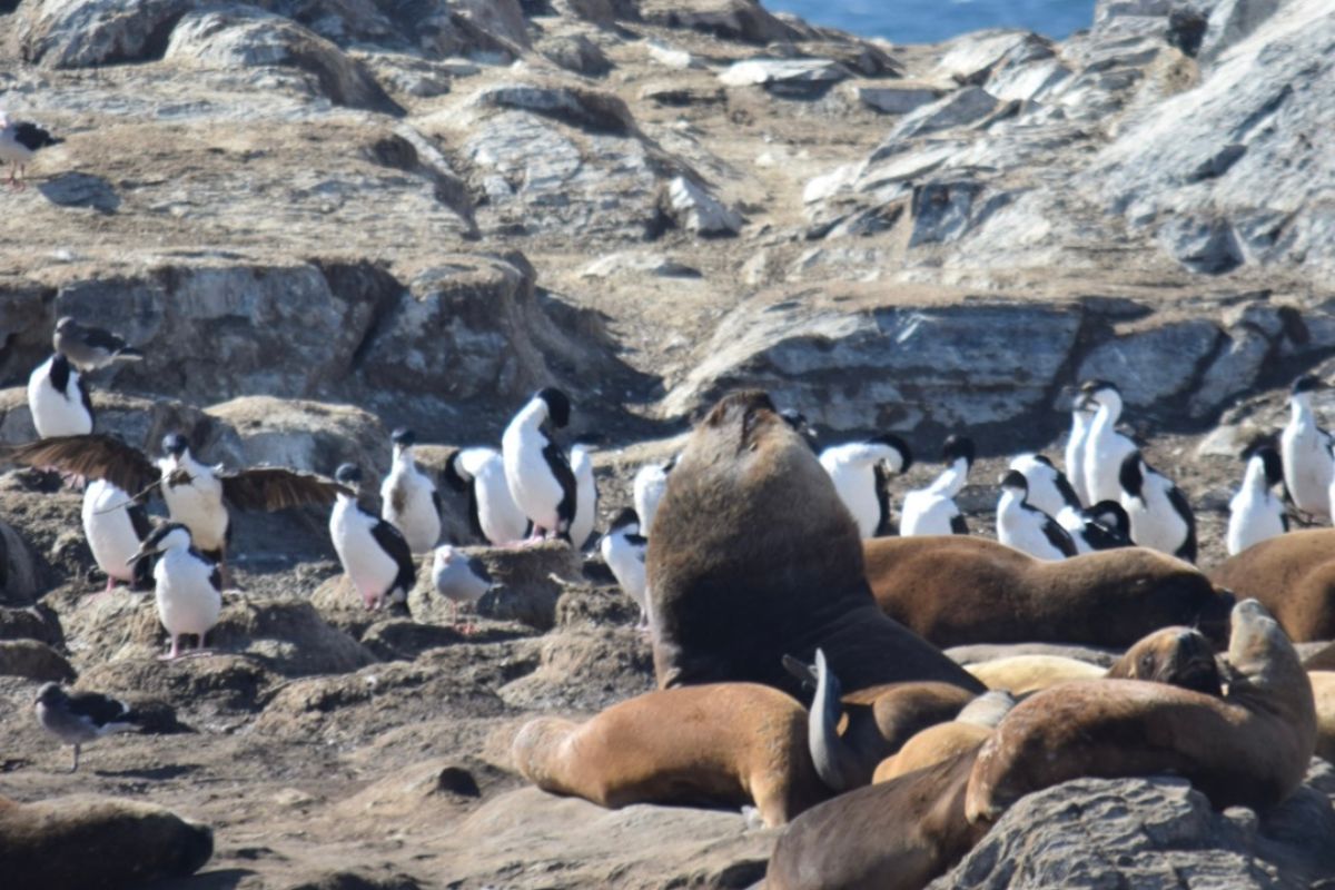 Canal beagle con roca con aves y lobos