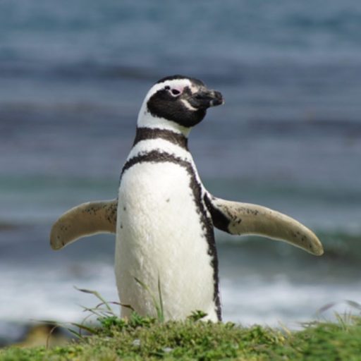 Isla magdalena portada