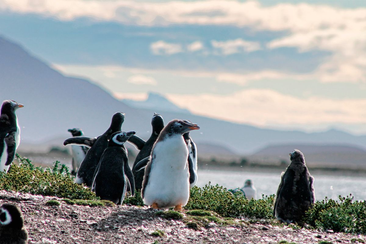 Canal Beagle en Ushuaia