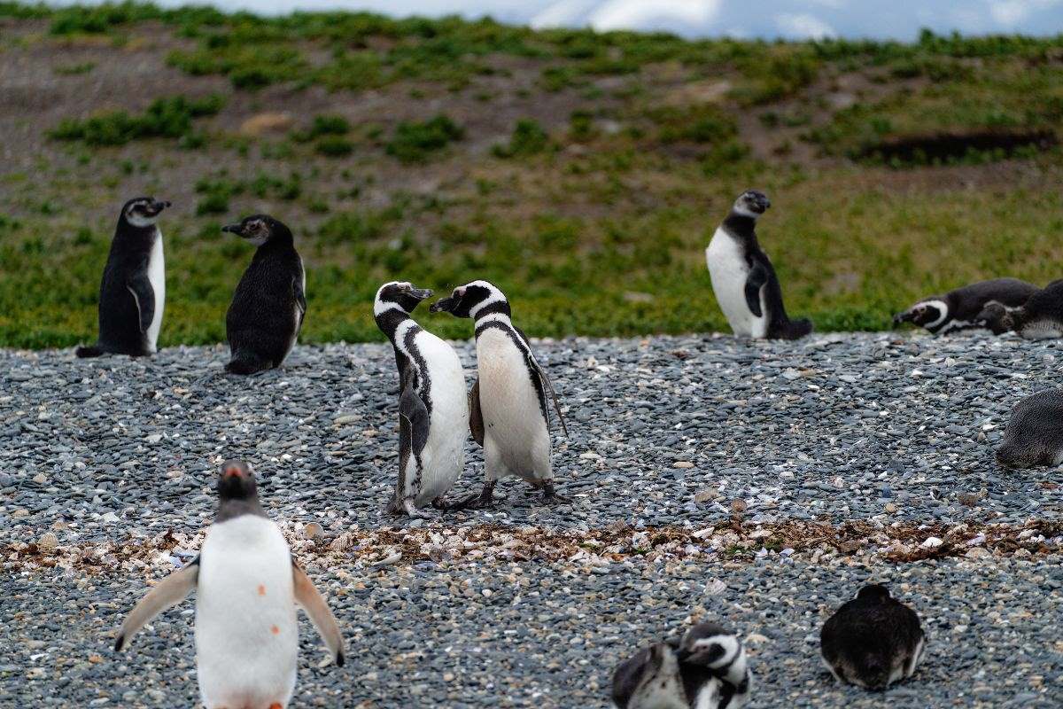 Pingüinera en Isla Martillo