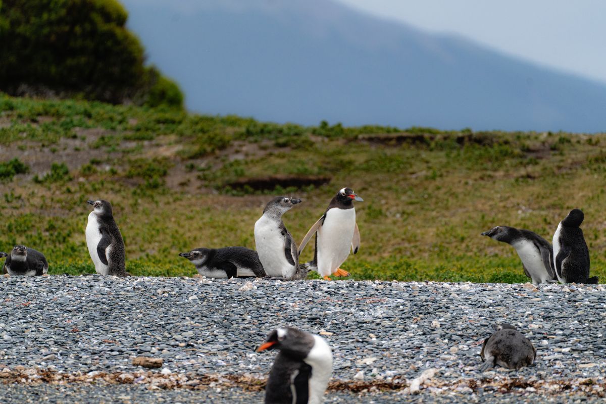 Fin de año en Ushuaia pingüinera