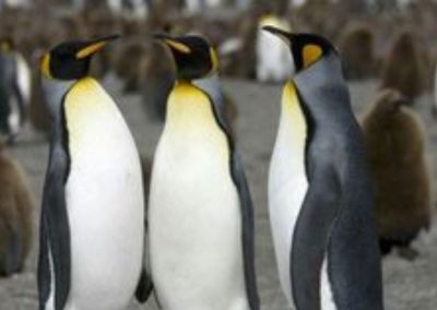 Ush Boating pingüinera combinada_ 6