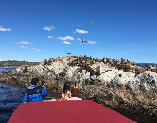 Isla Martillo, pingüinos y Puerto Almanza: una experiencia auténtica en el Canal Beagle